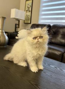 Cloe - Persian Kitten For Adoption - Henderson, NV, US Cloe - Persian Kitten For Adoption - Henderson, NV, US