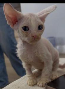 SNOW - Devon Rex Kitten For Sale - Arcadia, CA, US SNOW - Devon Rex Kitten For Sale - Arcadia, CA, US