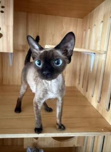 Blue - Devon Rex Kitten For Sale - Arcadia, CA, US Blue - Devon Rex Kitten For Sale - Arcadia, CA, US