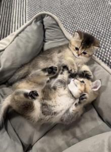 Golden ChinChilla - British Shorthair Kitten For Sale - Philadelphia, PA, US Golden ChinChilla - British Shorthair Kitten For Sale - Philadelphia, PA, US