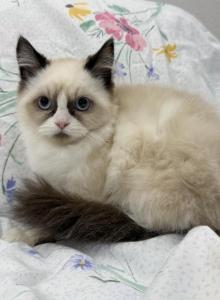 Pure Ragdoll Male snowshoe - Ragdoll Kitten For Adoption - Auburn, WA, US Pure Ragdoll Male snowshoe - Ragdoll Kitten For Adoption - Auburn, WA, US