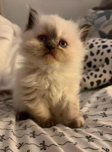 Blue Ridge Love Notes - Himalayan Kitten For Sale - Salem, VA, US Blue Ridge Love Notes - Himalayan Kitten For Sale - Salem, VA, US