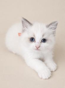 Peach - Ragdoll Kitten For Sale - NC&comma; US