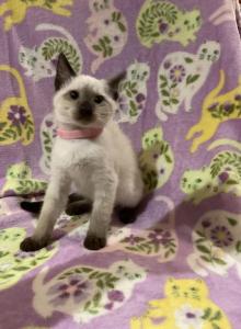 Pink girl - Siamese Kitten For Adoption - Noble, IL, US Pink girl - Siamese Kitten For Adoption - Noble, IL, US