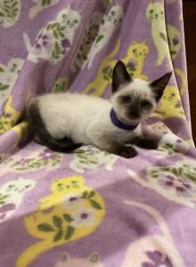 Purple girl - Siamese Kitten For Sale - Noble, IL, US Purple girl - Siamese Kitten For Sale - Noble, IL, US