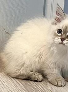 LIBRA - Siberian Kitten For Sale - Bonita Springs, FL, US LIBRA - Siberian Kitten For Sale - Bonita Springs, FL, US
