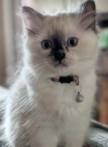 Julia - Ragdoll Kitten For Sale - Fountain, CO, US Julia - Ragdoll Kitten For Sale - Fountain, CO, US