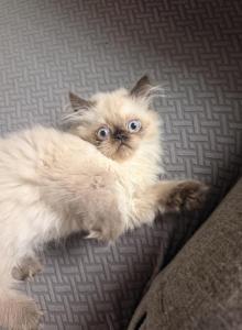 Louie - Himalayan Kitten For Sale - Dover, NH, US Louie - Himalayan Kitten For Sale - Dover, NH, US
