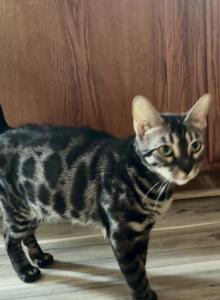 Lava's Brown Silver and Charcoal September babies - Bengal Kitten For Sale - Stroudsburg, PA, US Lava's Brown Silver and Charcoal September babies - Bengal Kitten For Sale - Stroudsburg, PA, US