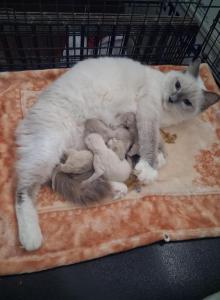 Ragdoll Kittens - Ragdoll Kitten For Sale - Delano&comma; CA&comma; US