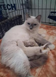 Ragdoll Kittens - Ragdoll Kitten For Sale - Delano, CA, US Ragdoll Kittens - Ragdoll Kitten For Sale - Delano, CA, US