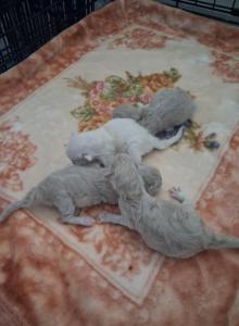 Ragdoll Kittens - Ragdoll Kitten For Sale - Delano, CA, US Ragdoll Kittens - Ragdoll Kitten For Sale - Delano, CA, US