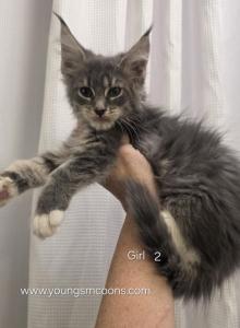 Girl 2 - Maine Coon Kitten For Sale - Elk Grove, CA, US Girl 2 - Maine Coon Kitten For Sale - Elk Grove, CA, US