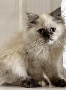Crystal - Himalayan Kitten For Sale - AND, SC, US Crystal - Himalayan Kitten For Sale - AND, SC, US