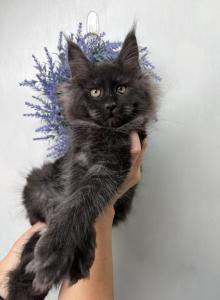 Ivan - Maine Coon Kitten For Sale - St. Louis, MO, US Ivan - Maine Coon Kitten For Sale - St. Louis, MO, US