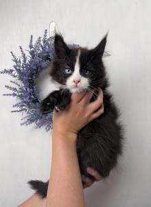 Jasper DBE poly - Maine Coon Kitten For Sale - St. Louis, MO, US Jasper DBE poly - Maine Coon Kitten For Sale - St. Louis, MO, US