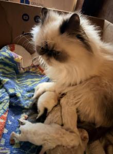 Christmas Himalayans - Himalayan Kitten For Sale - Vincennes, IN, US Christmas Himalayans - Himalayan Kitten For Sale - Vincennes, IN, US