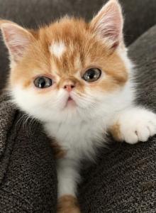 Duchess Ginger - Persian Kitten For Sale - Arlington Heights, IL, US Duchess Ginger - Persian Kitten For Sale - Arlington Heights, IL, US