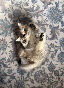 Simba - Scottish Straight Kitten For Sale - Palatine, IL, US Simba - Scottish Straight Kitten For Sale - Palatine, IL, US