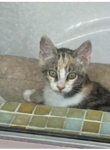 Peaches - Domestic Kitten For Adoption - Venice, CA, US Peaches - Domestic Kitten For Adoption - Venice, CA, US