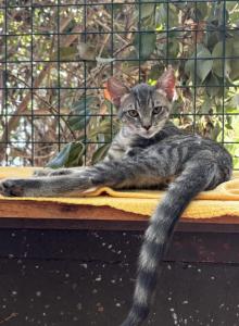 Freckles - Domestic Kitten For Sale - Venice, CA, US Freckles - Domestic Kitten For Sale - Venice, CA, US