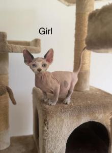 Sphynx kittens - Sphynx Kitten For Sale - Inman, SC, US Sphynx kittens - Sphynx Kitten For Sale - Inman, SC, US