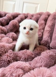 Scottish Fold Female - Scottish Fold Kitten For Sale - Orlando&comma; FL&comma; US