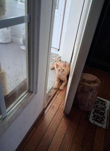 7month old kitten - American Shorthair Kitten For Sale - Randallstown, MD, US 7month old kitten - American Shorthair Kitten For Sale - Randallstown, MD, US