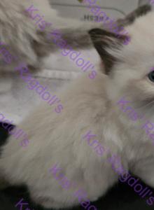 Luke Seal Mitted Ragdoll Kitten - Ragdoll Kitten For Sale - Amherst&comma; NY&comma; US
