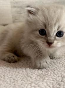 Dolly - Ragdoll Kitten For Sale - Ozark, MO, US Dolly - Ragdoll Kitten For Sale - Ozark, MO, US