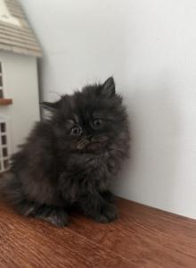 Chunk - Persian Kitten For Adoption - Citrus Hills&comma; FL&comma; US
