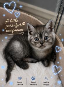 Scottish straight boy - Scottish Straight Kitten For Adoption - Minneapolis&comma; MN&comma; US