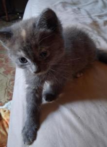Corra's kittens - American Shorthair Kitten For Sale - Pink&comma; OK&comma; US