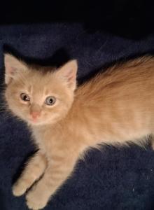 Cali kittens - American Shorthair Kitten For Sale - Pink, OK, US Cali kittens - American Shorthair Kitten For Sale - Pink, OK, US