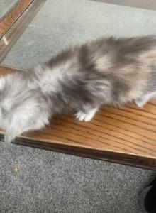 Silver tortie - Maine Coon Kitten For Sale - OH&comma; US