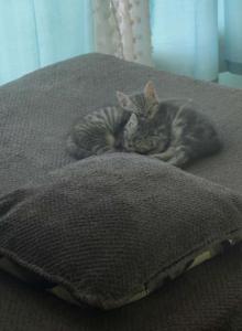 Kitten - Himalayan Kitten For Sale - Canton&comma; OH&comma; US