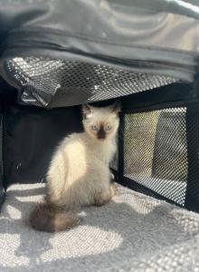 Milo - Siamese Kitten For Sale - Los Angeles&comma; CA&comma; US