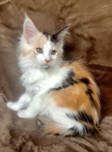 Cali - Maine Coon Kitten For Sale - Chicago&comma; IL&comma; US
