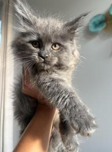 Maine Coon - Maine Coon Kitten For Sale - Hainesville&comma; IL&comma; US