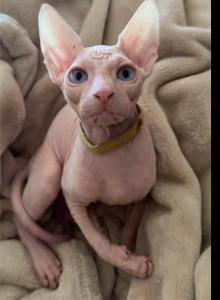 Mortal - Sphynx Kitten For Sale - CA&comma; US