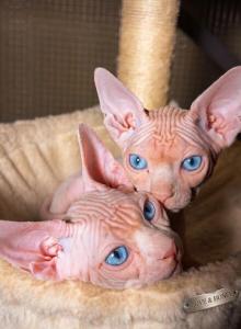 Honey - Sphynx Kitten For Sale - CA&comma; US