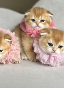Stacy litter - British Shorthair Kitten For Sale - Kent&comma; WA&comma; US