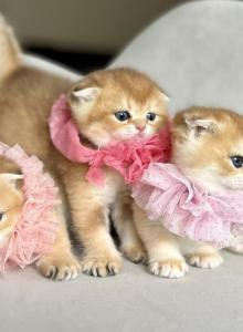 Stacy litter - British Shorthair Kitten For Sale - Kent, WA, US Stacy litter - British Shorthair Kitten For Sale - Kent, WA, US