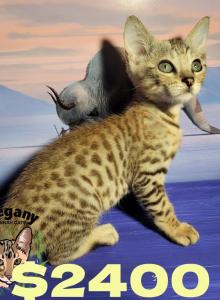 F6 Snow Savannah Roku - Savannah Kitten For Sale - Warren, PA, US F6 Snow Savannah Roku - Savannah Kitten For Sale - Warren, PA, US