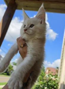 Universe - Maine Coon Kitten For Sale - Zanesville, OH, US Universe - Maine Coon Kitten For Sale - Zanesville, OH, US