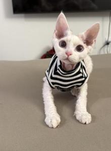 Mei Mei - Devon Rex Kitten For Sale - CA, US Mei Mei - Devon Rex Kitten For Sale - CA, US