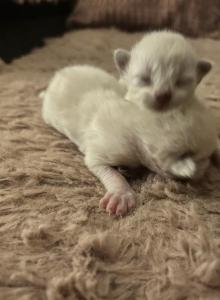 Kats Ravishing Ragdolls 2 kittens - Ragdoll Kitten For Sale - Lancaster, PA, US Kats Ravishing Ragdolls 2 kittens - Ragdoll Kitten For Sale - Lancaster, PA, US