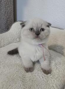Color Point Scottish Fold Russian Blue Female - Scottish Fold Kitten For Sale - Roanoke&comma; TX&comma; US