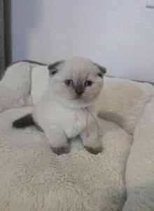 Color Point Scottish Fold Russian Blue Female - Scottish Fold Kitten For Sale - Roanoke&comma; TX&comma; US