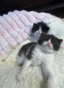 Winston and Bellas babies - Persian Kitten For Sale - Corp Christi, TX, US Winston and Bellas babies - Persian Kitten For Sale - Corp Christi, TX, US
